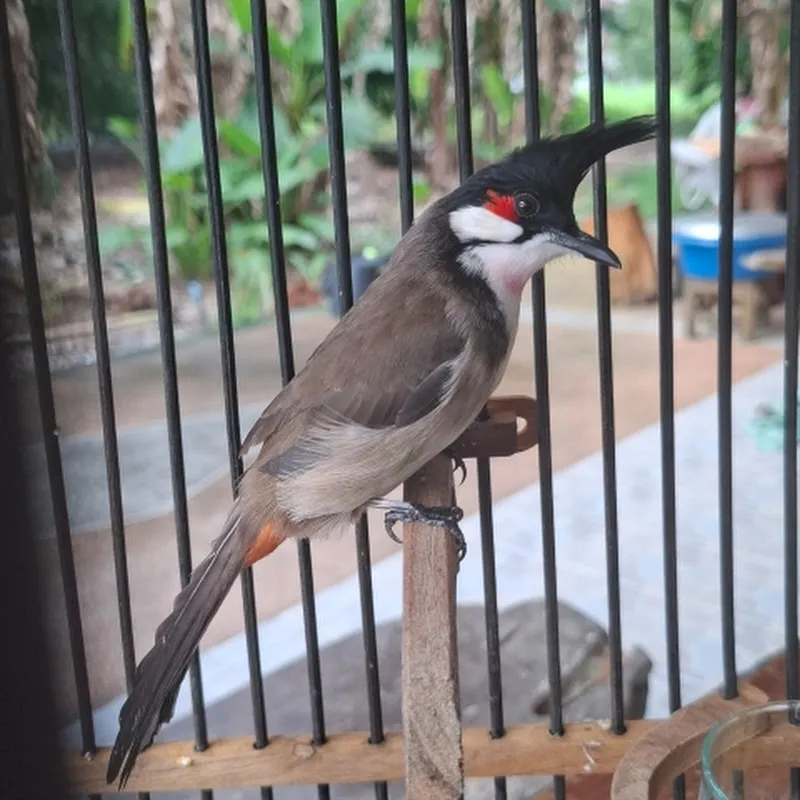 บ่าวโดนนกกรงสายเบิ้ล