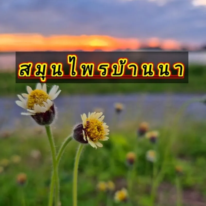 สมุนไพรบ้านนา