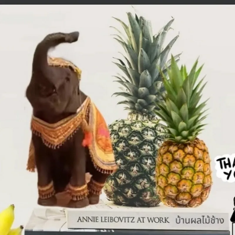 พังน้องครีมfamily ElephantNongcream