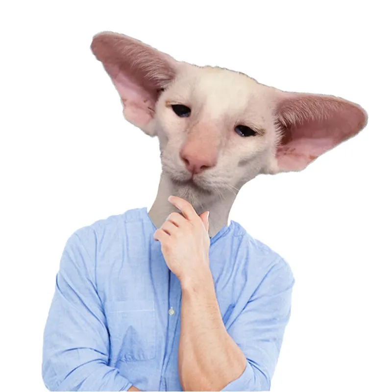 ช่องที่แมวมันเล่าเกม