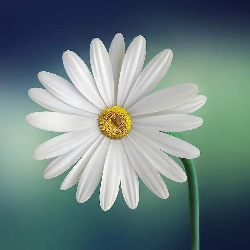 วิทยาศาสตร์ทั่วไป  RRU