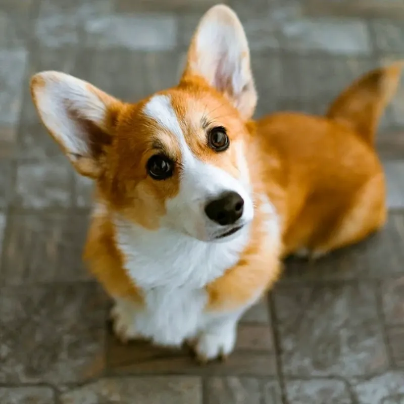 บักหล่าคำโส29