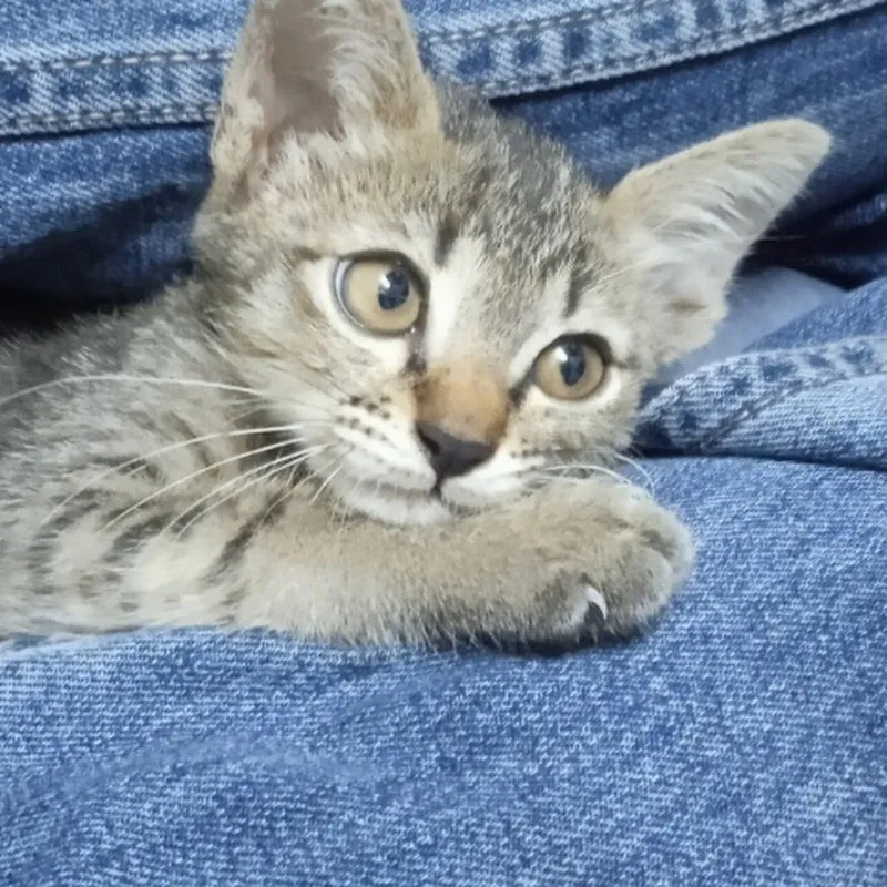 ครอบครัวตัวสลิด