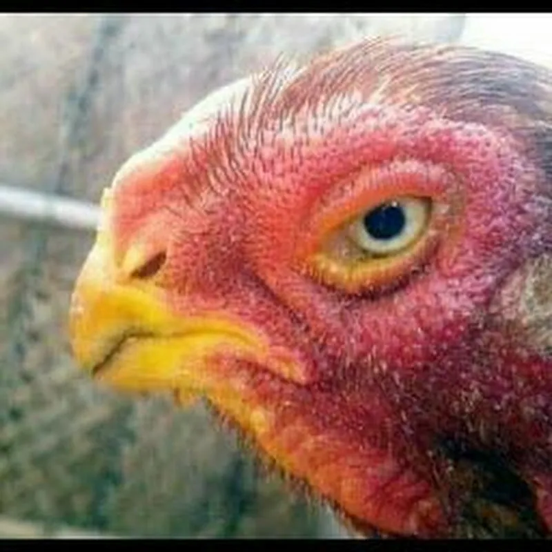 เพื่อ การศึกษา