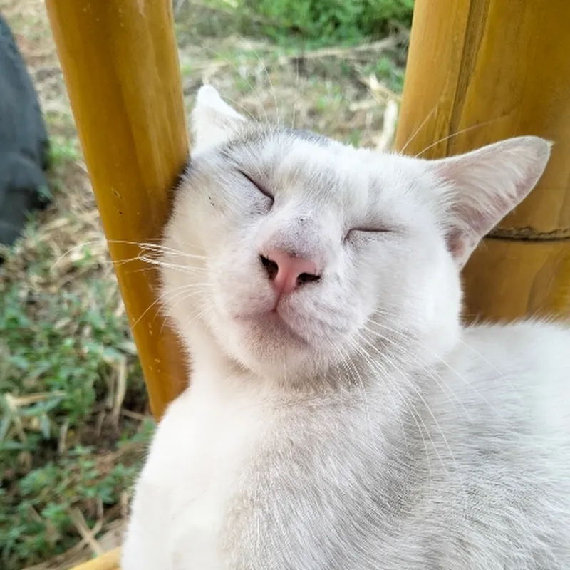 สัตว์เลี้ยงแสนรัก