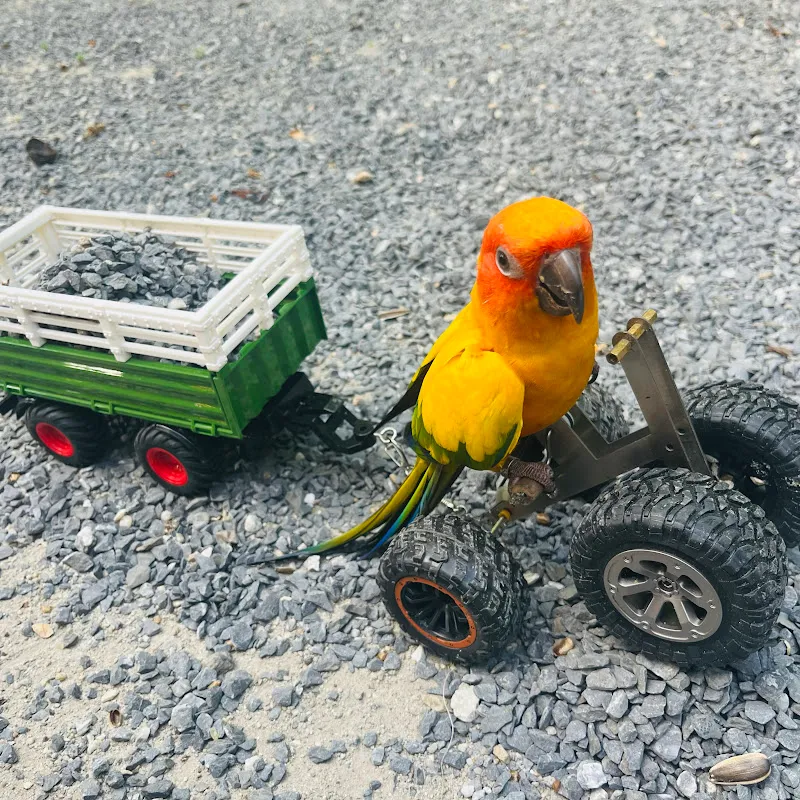 นกแก้วพุดดิ้ง&ทองกวาว