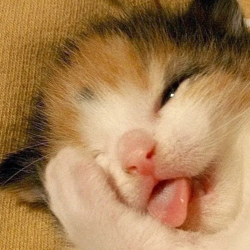 เลี้ยงลูกอยู่บ้าน